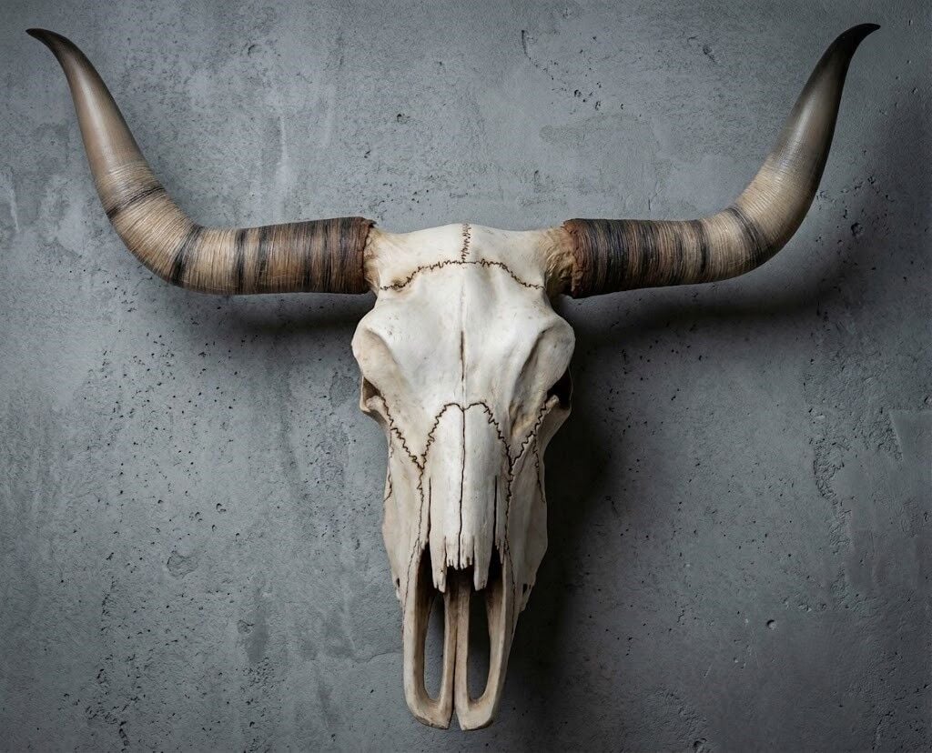 Dekoratif Buffalo Kafası