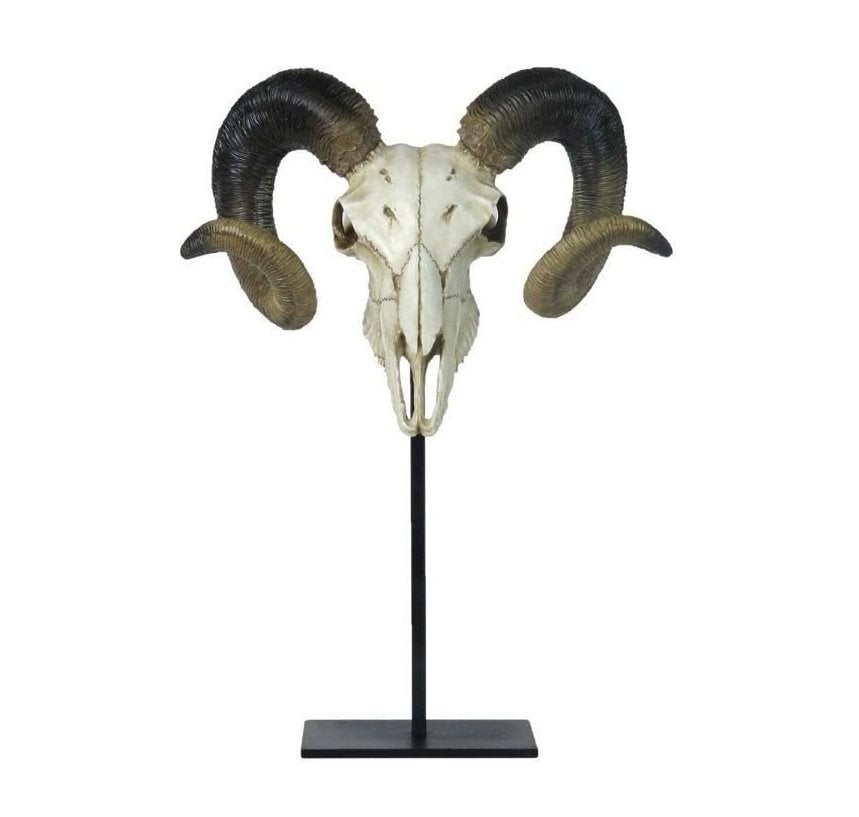 Bighorn (Büyük Boynuz Koç Kafası)