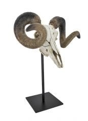 Bighorn (Büyük Boynuz Koç Kafası)