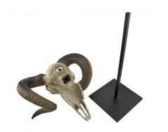 Bighorn (Büyük Boynuz Koç Kafası)